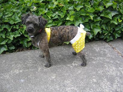Pepper in her itsy bitsy teeny weeny yellow polka dot bikini