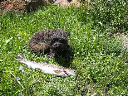 Pepper with the rainbow trout longer than she is at 6 months
