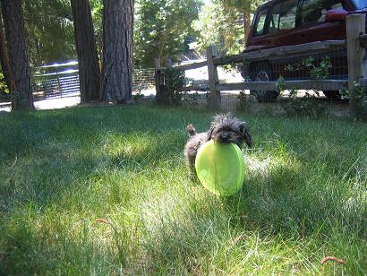 Pepper with the frisbee at 5 months