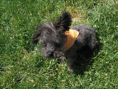 Pepper's first haircut at 4 months