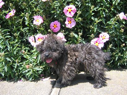 Pepper at 3 months needs a haircut