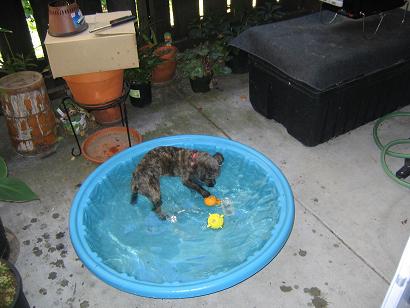Pepper in the wading pool