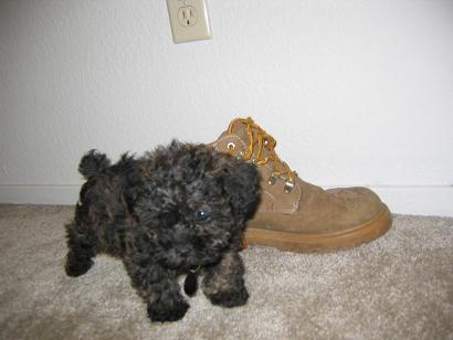 Pepper at 2 months